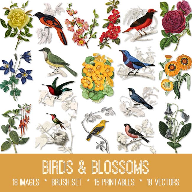 Birds & Blossoms! Graphics Fairy Premium Membership