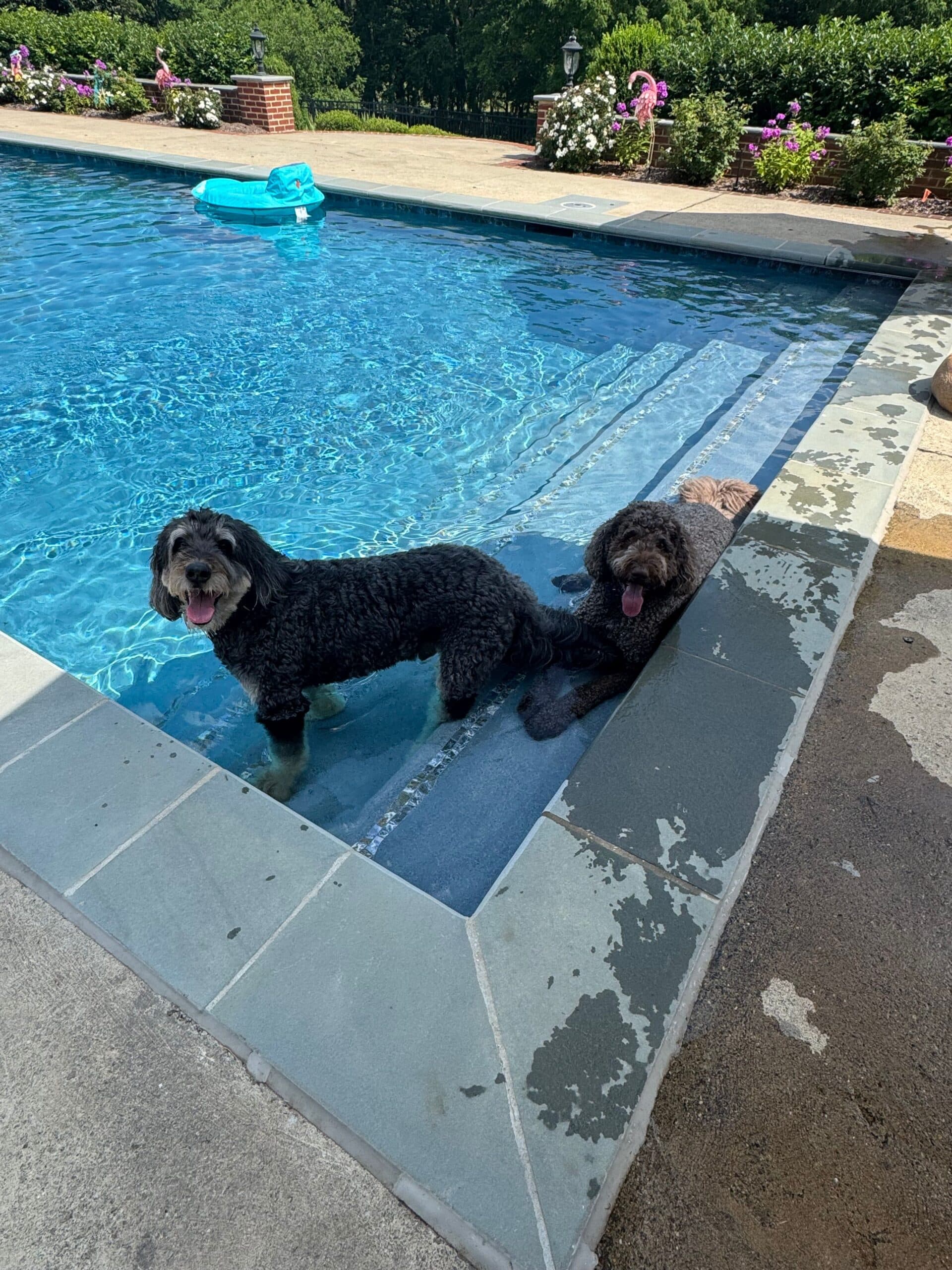 Other Barks & Bites for Friday, May 29: CNN Files IP Infringement Suit Against Perplexity; EU Fines Temu €200 Million for DSA Violations; and Bipartisan Agreement Struck on New Collegiate NIL Bill