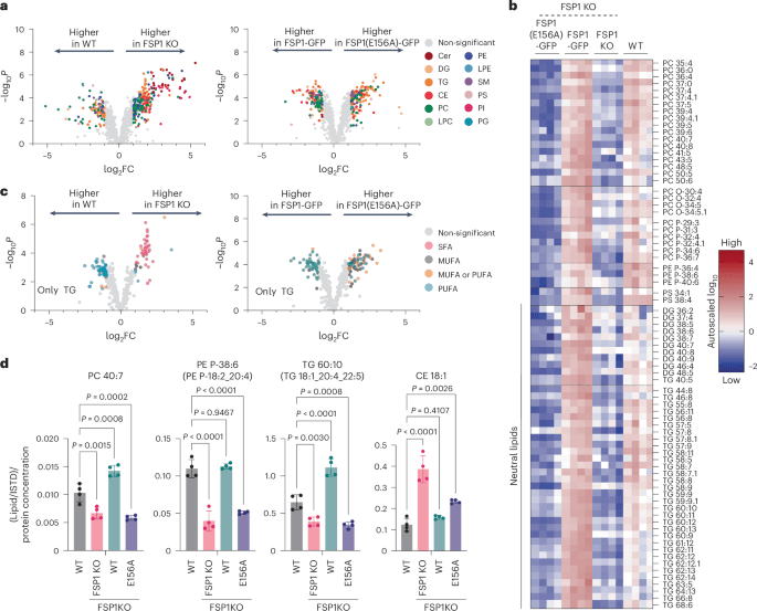 FSP1-mediated lipid droplet quality control prevents neutral lipid peroxidation and ferroptosis