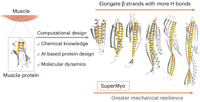 Computational design of superstable proteins through maximized hydrogen bonding