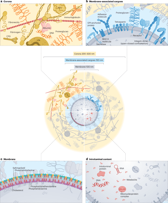 Biology and therapeutic potential of extracellular vesicle targeting and uptake