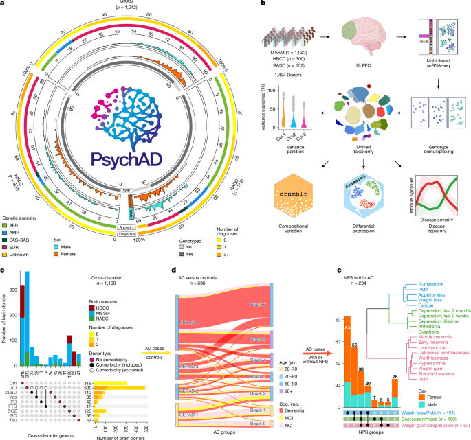 Single-cell atlas of transcriptomic vulnerability across brain disorders