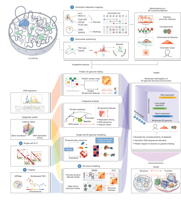 An integrated view of the structure and function of the human 4D nucleome
