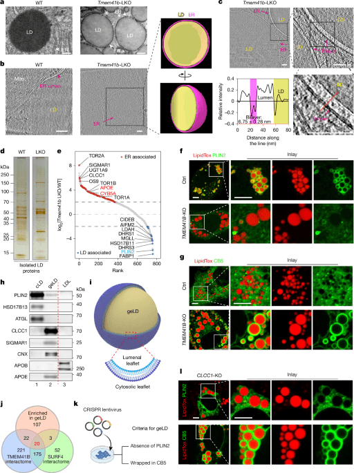 CLCC1 governs ER bilayer equilibration to maintain lipid homeostasis