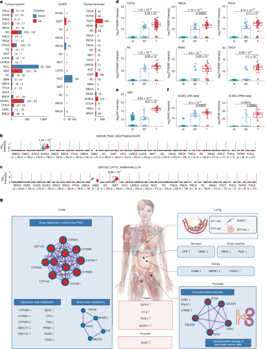 Spatial distribution of the proteome in the human body and in cancers
