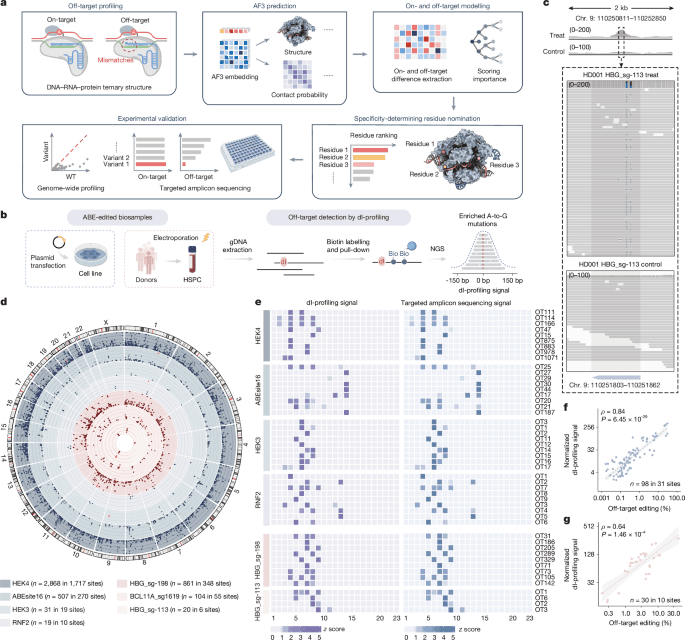 Precise DNA base editing using AlphaFold3-based contact modelling