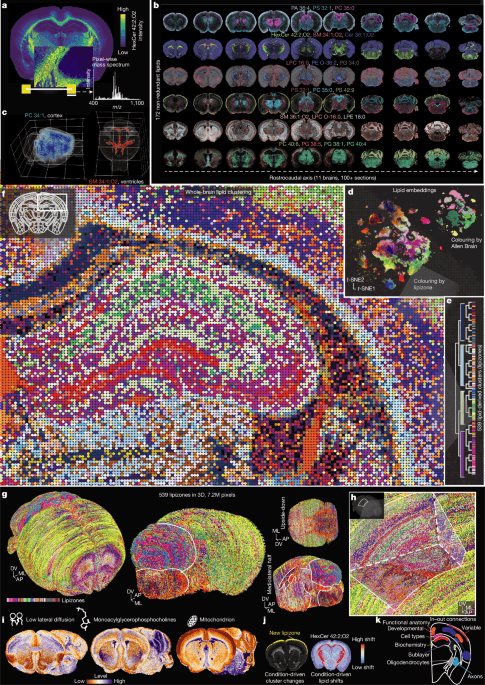 The lipidomic architecture of the mouse brain