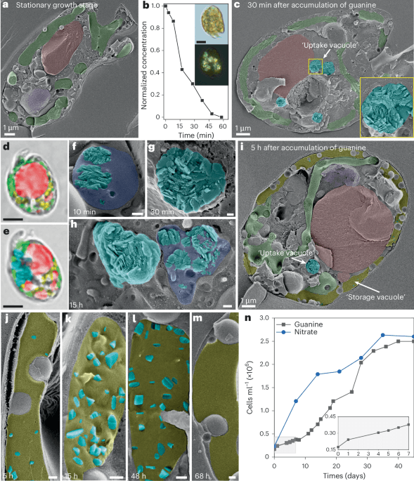 Harnessing microalgae for the biosynthesis of molecular crystals