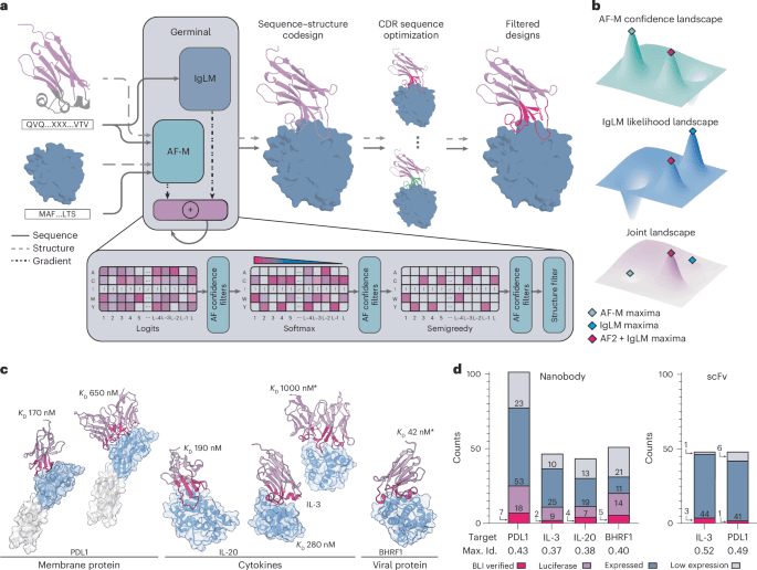 Efficient generation of epitope-targeted antibodies with Germinal