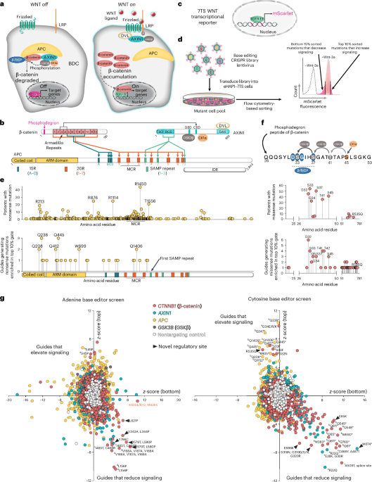 Mutational scanning reveals substrate-assisted autoregulation of the WNT destruction complex