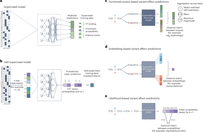 Leveraging genomic deep learning models for the prediction of noncoding variant effects