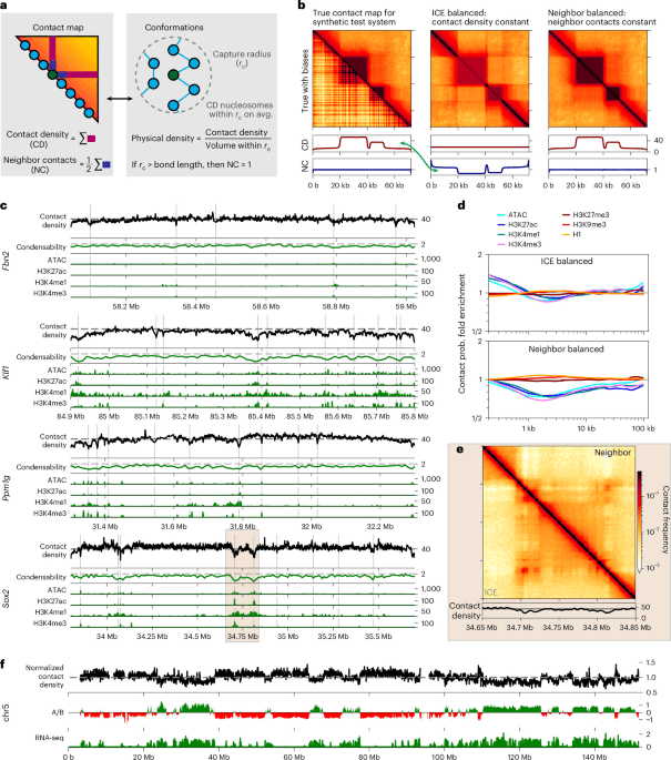 Euchromatin forms condensed domains with short active regions on the surface