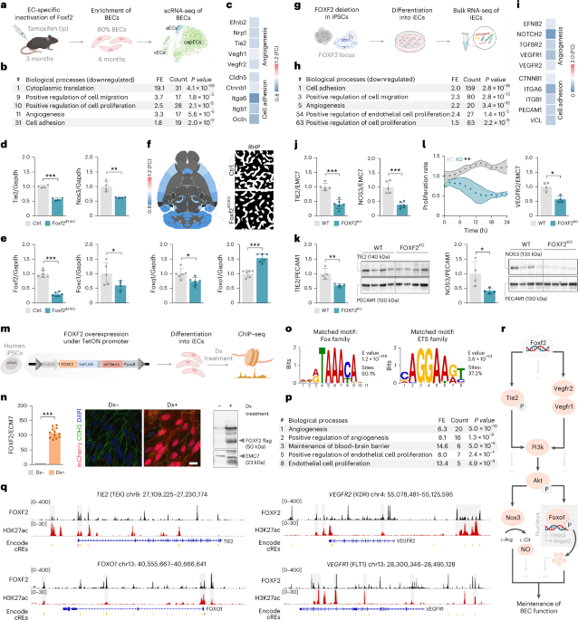 The stroke risk gene Foxf2 maintains brain endothelial cell function via Tie2 signaling