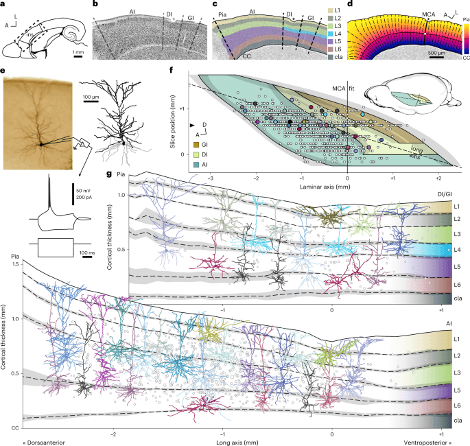 Pyramidal cell types and circuit organization of the mouse insular cortex reveal functional specializations