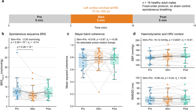 Acute transcutaneous auricular vagus nerve stimulation is associated with lower baroreflex sensitivity without detectable Mayer-wave coherence change: an exploratory study
