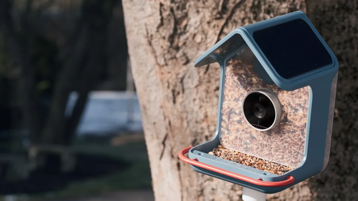 Birdbuddy Home Review: Still Charming, But No Longer the Undisputed Leader