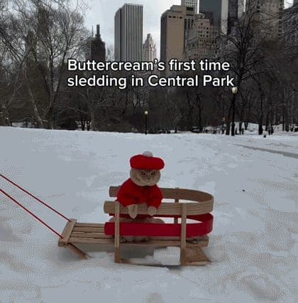 US Women's Hockey > Those Other Scumbags. Tabs, Tues., Feb. 24, 2026