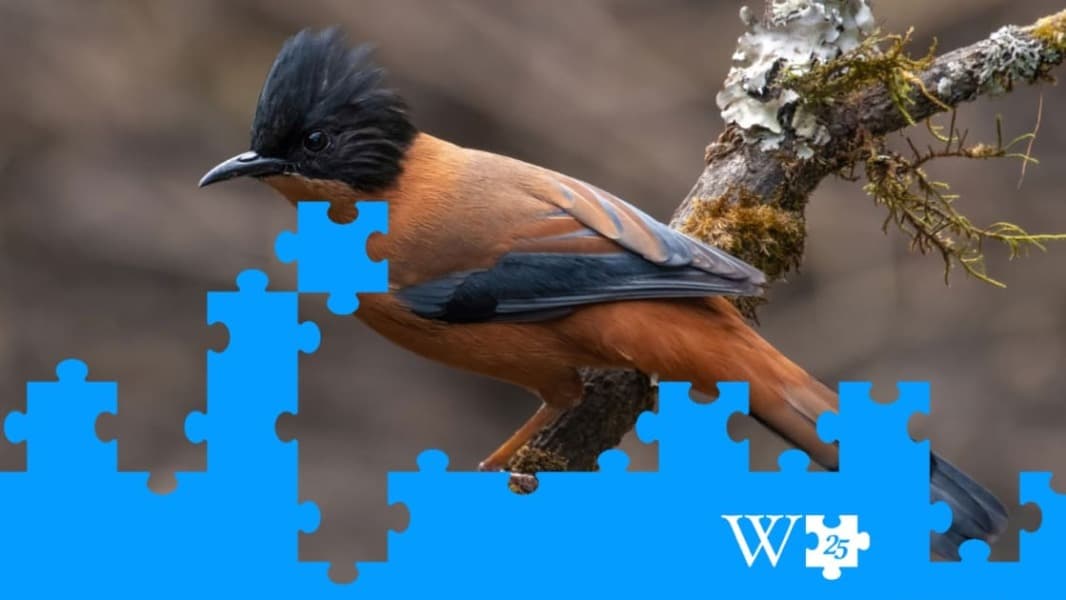 Wikipedia Announces New AI Partnerships With Amazon, Meta, Microsoft, and More