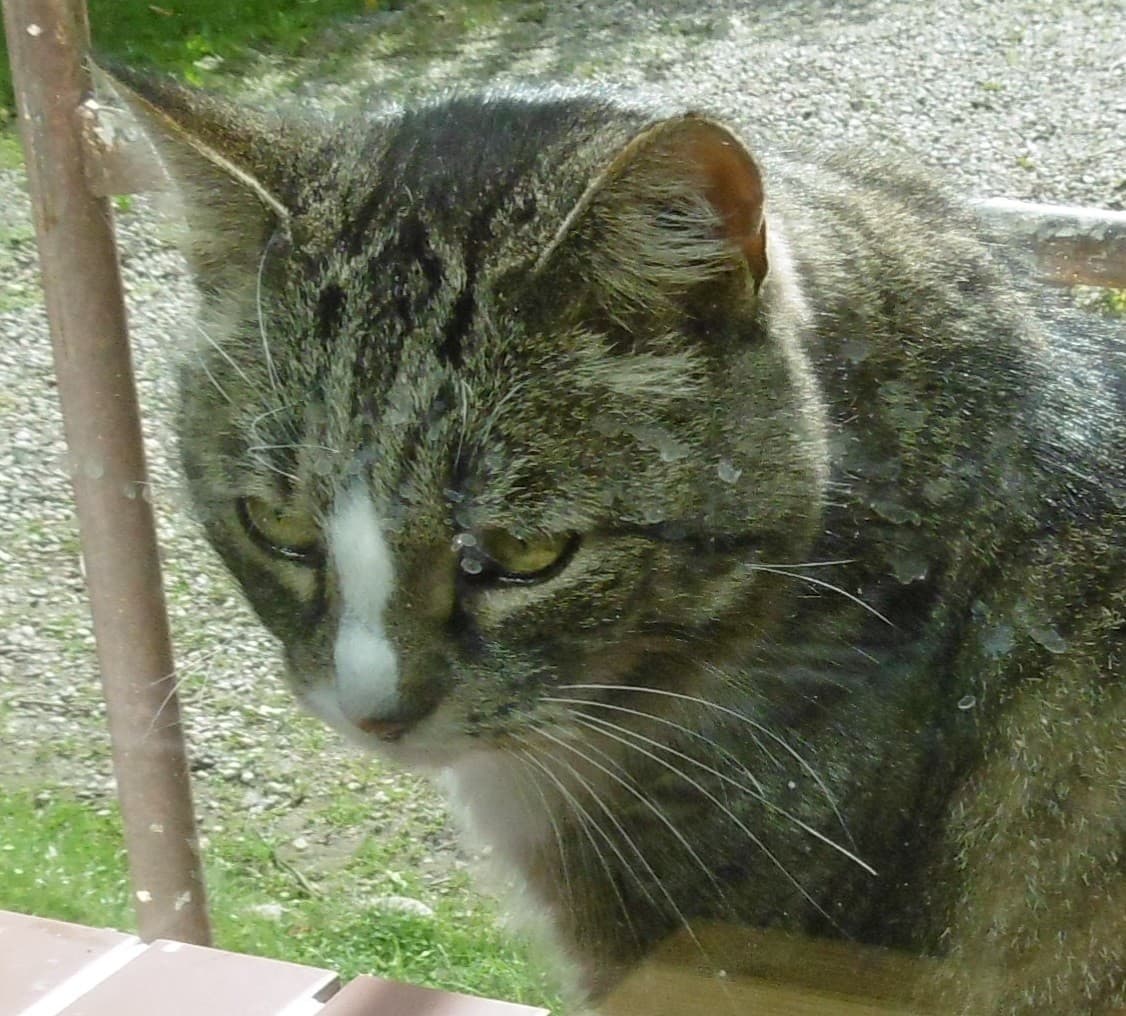 Tuesday: Hili dialogue (and a note on AI in the classroom)