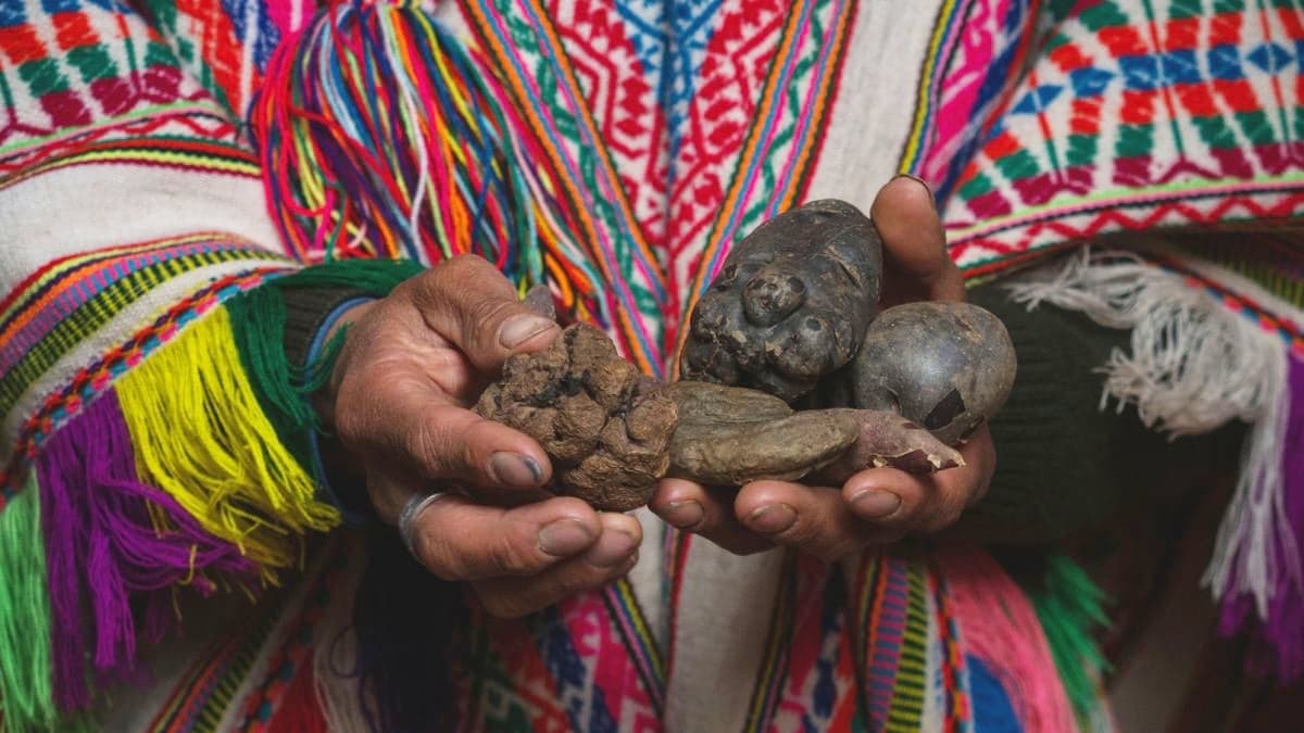 Humans in The Andes Have Evolved a Strange Digestive Superpower